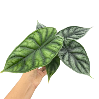 4" Alocasia Dragon Scale